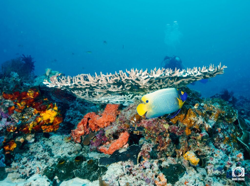 deephookdiscoveries_1764333741_3775827547628538192_76403447352