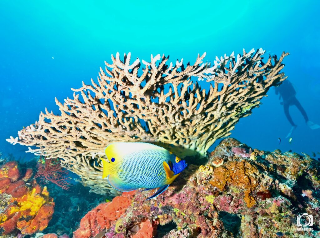 deephookdiscoveries_1764333741_3775827547636934502_76403447352