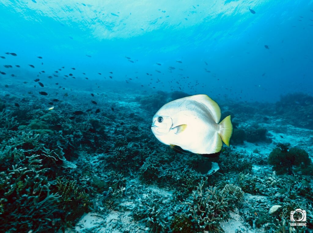 deephookdiscoveries_1764333741_3775827547636941362_76403447352