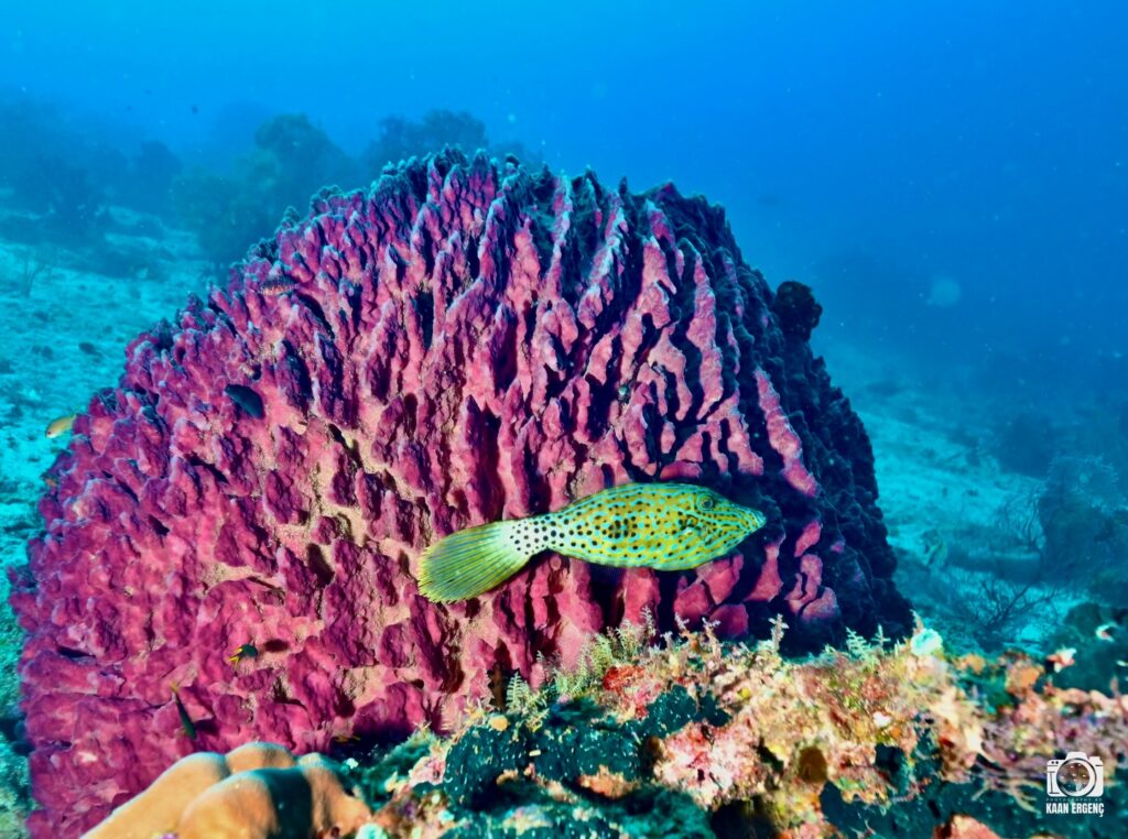 deephookdiscoveries_1764333741_3775827547670479463_76403447352