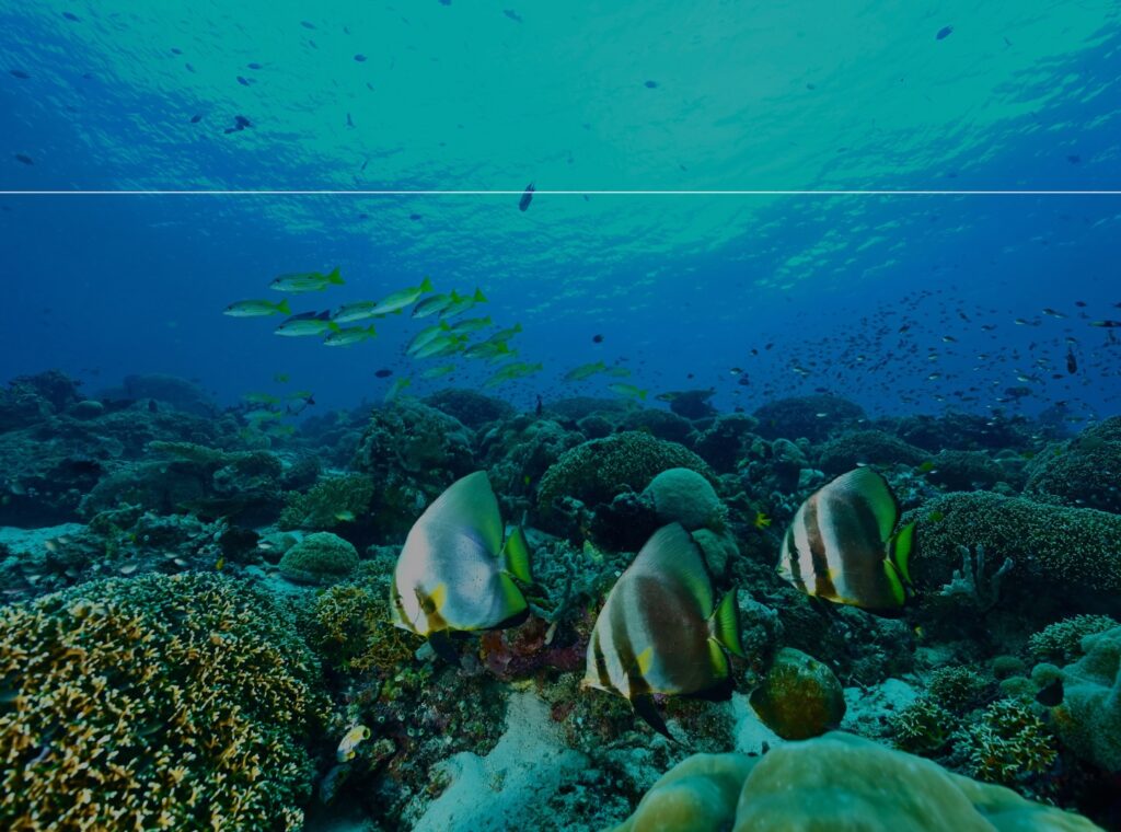 deephookdiscoveries_1764333741_3775827547670483754_76403447352