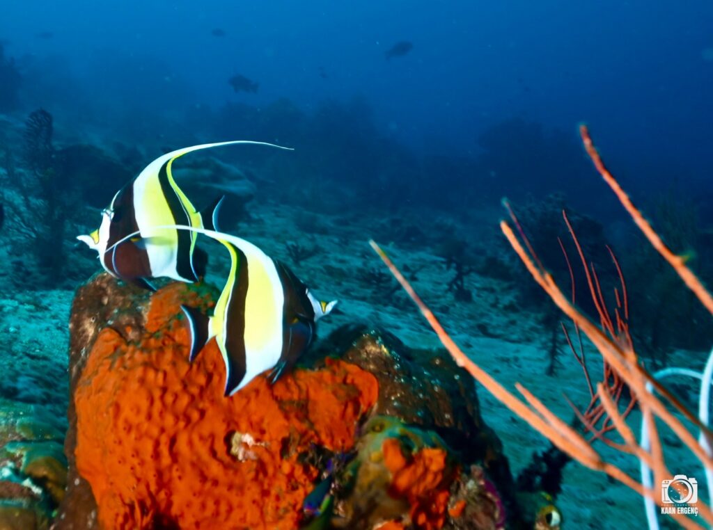 deephookdiscoveries_1764333741_3775827547947277332_76403447352